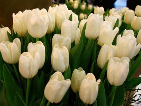 Сheers - кремовый, очень красивый, крепкий тюльпан. Классика! Высота до 60 см.